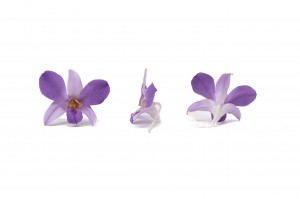 stabilisierte-dendrobium-orchidee-30.