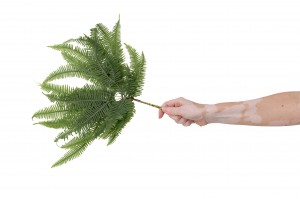 preserved-mountain-fern-30.