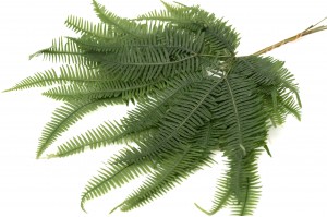 preserved-mountain-fern-30.