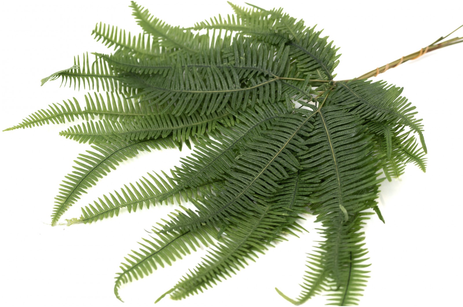 preserved-mountain-fern-30