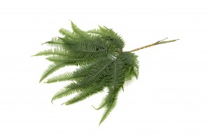 preserved-mountain-fern-30.