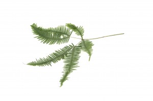 preserved-mountain-fern-30.