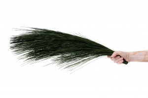 preserved-long-leaf-pine-30.