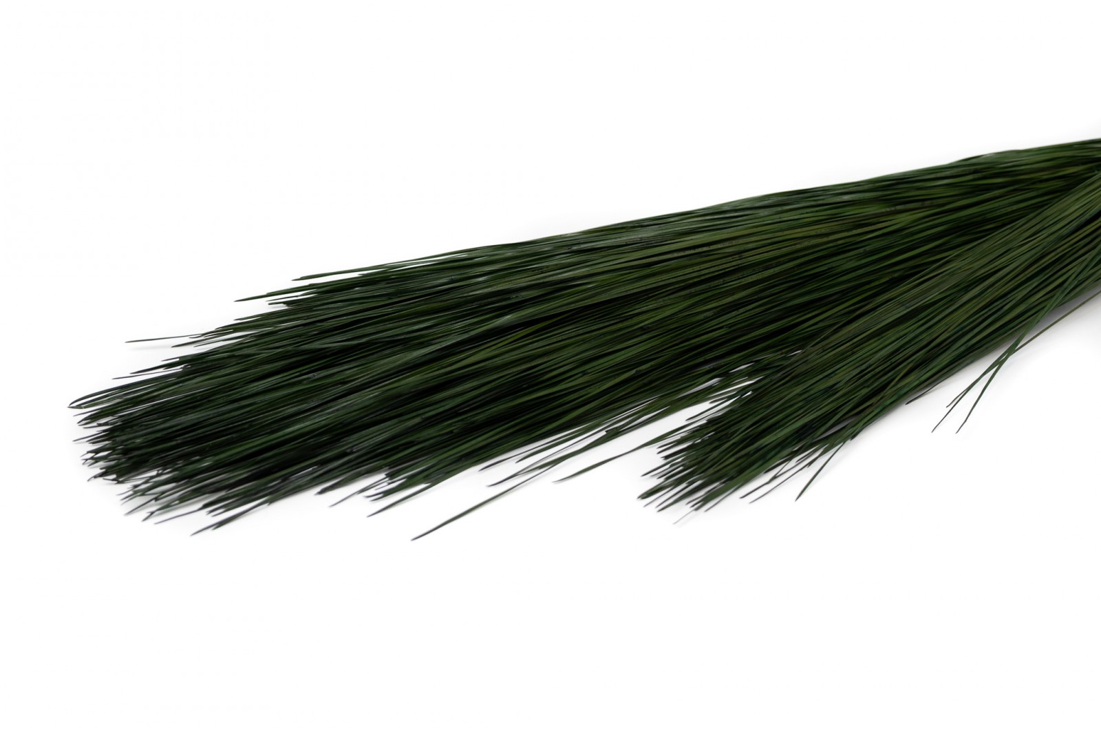 Preserved long leaf pine (30) preserved-long-leaf-pine-30