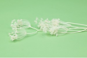 stabilisiert-fenchel-30