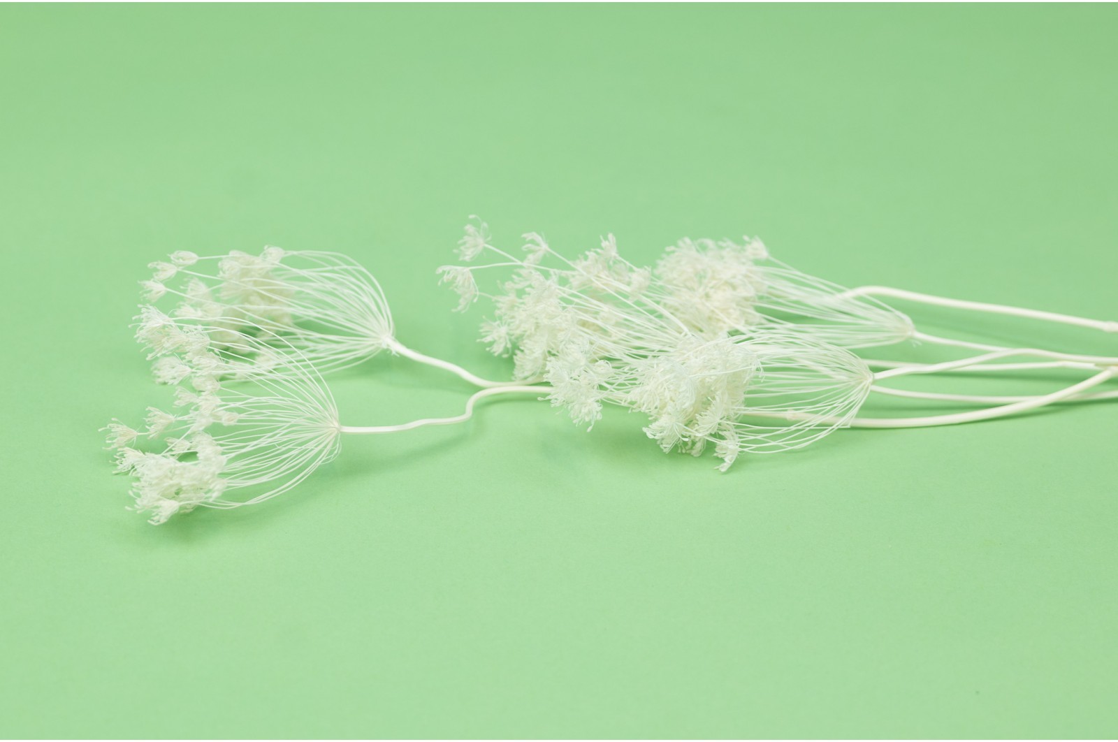 stabilisiert-fenchel-30