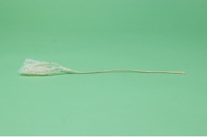 stabilisierter-schirmfarn-30.