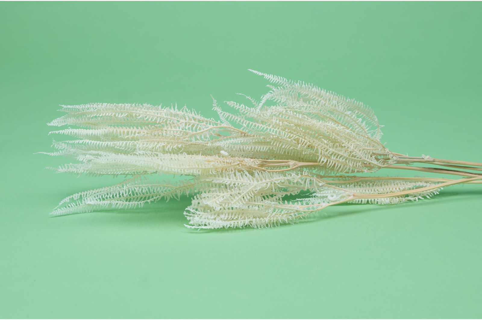 Preserved umbrella fern (30) preserved-umbrella-fern-30