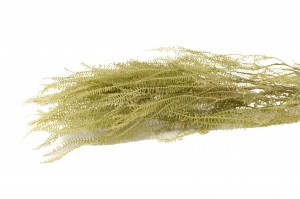 stabilisierter-schirmfarn-30