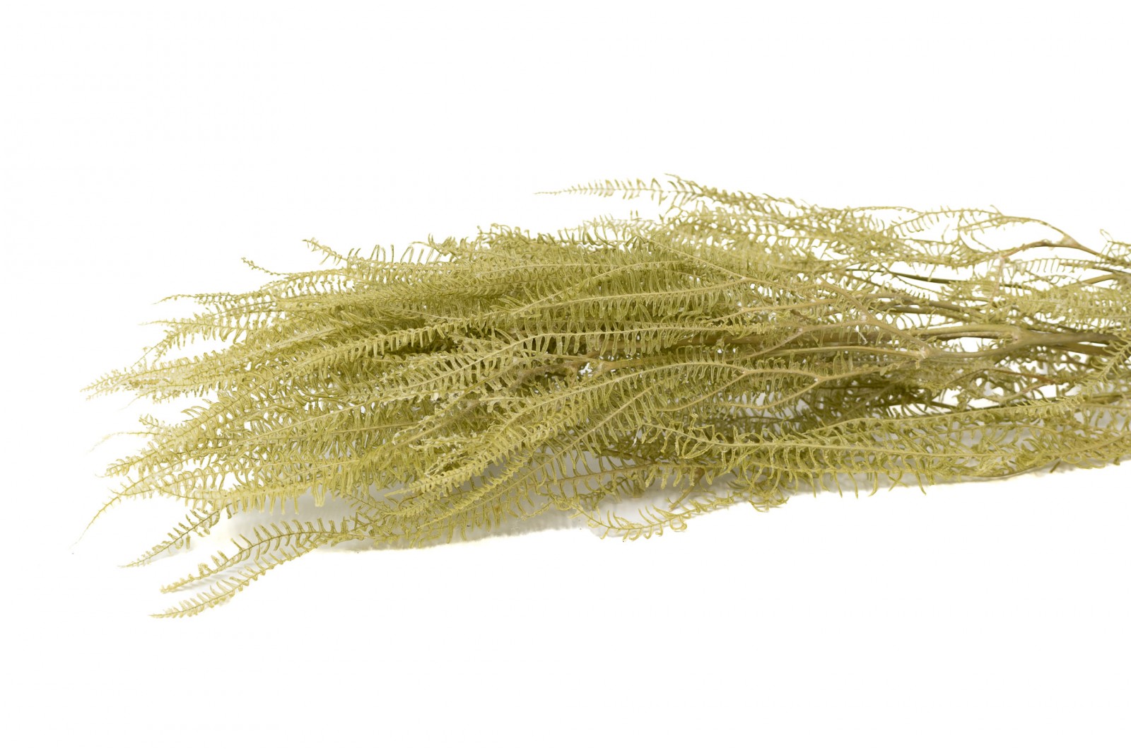 Preserved umbrella fern (30) preserved-umbrella-fern-30