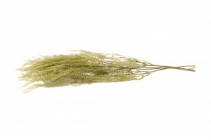 stabilisierter-schirmfarn-30.