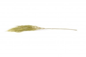 stabilisierter-schirmfarn-30.