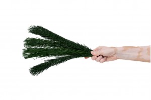 branches-de-pin-stabilisees-30.