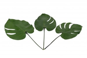 preserved-monstera-leaves-30.