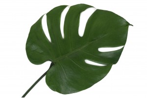 feuilles-de-monstera-stabilisees-30
