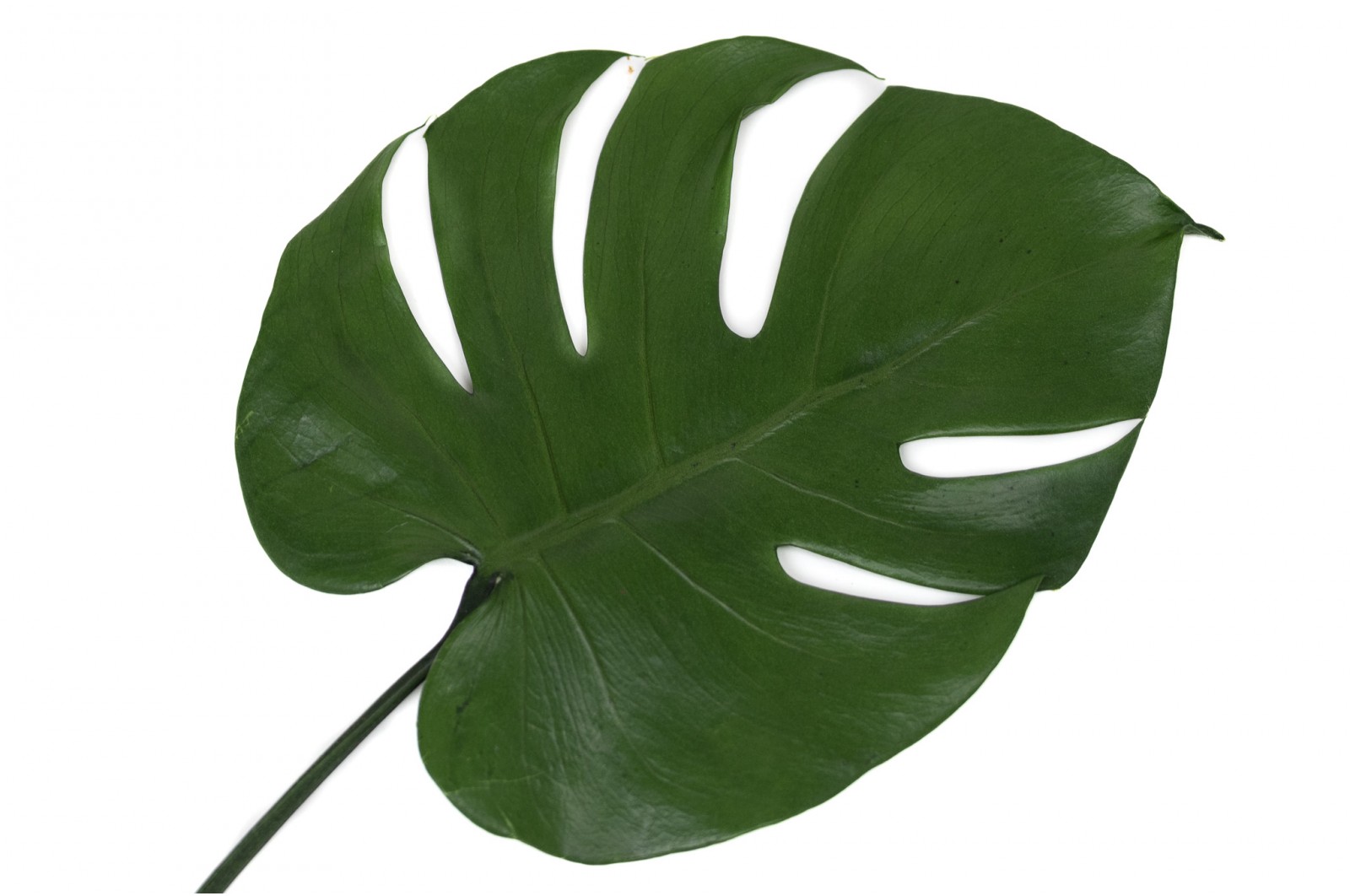 Feuilles de monstera stabilisées (30) feuilles-de-monstera-stabilisees-30