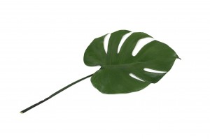 feuilles-de-monstera-stabilisees-30.