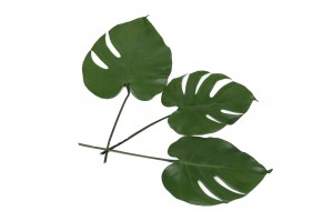 preserved-monstera-leaves-30.