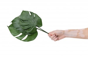 preserved-monstera-leaves-30.