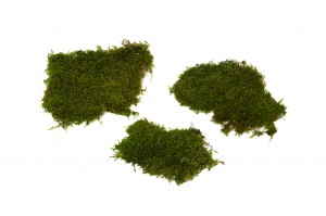 stabilisiertes-flachmoos-schachtel-26.
