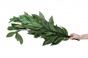 preserved-coculus-11.