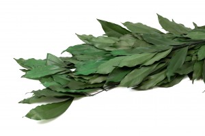 stabilisierte-coculus-11.