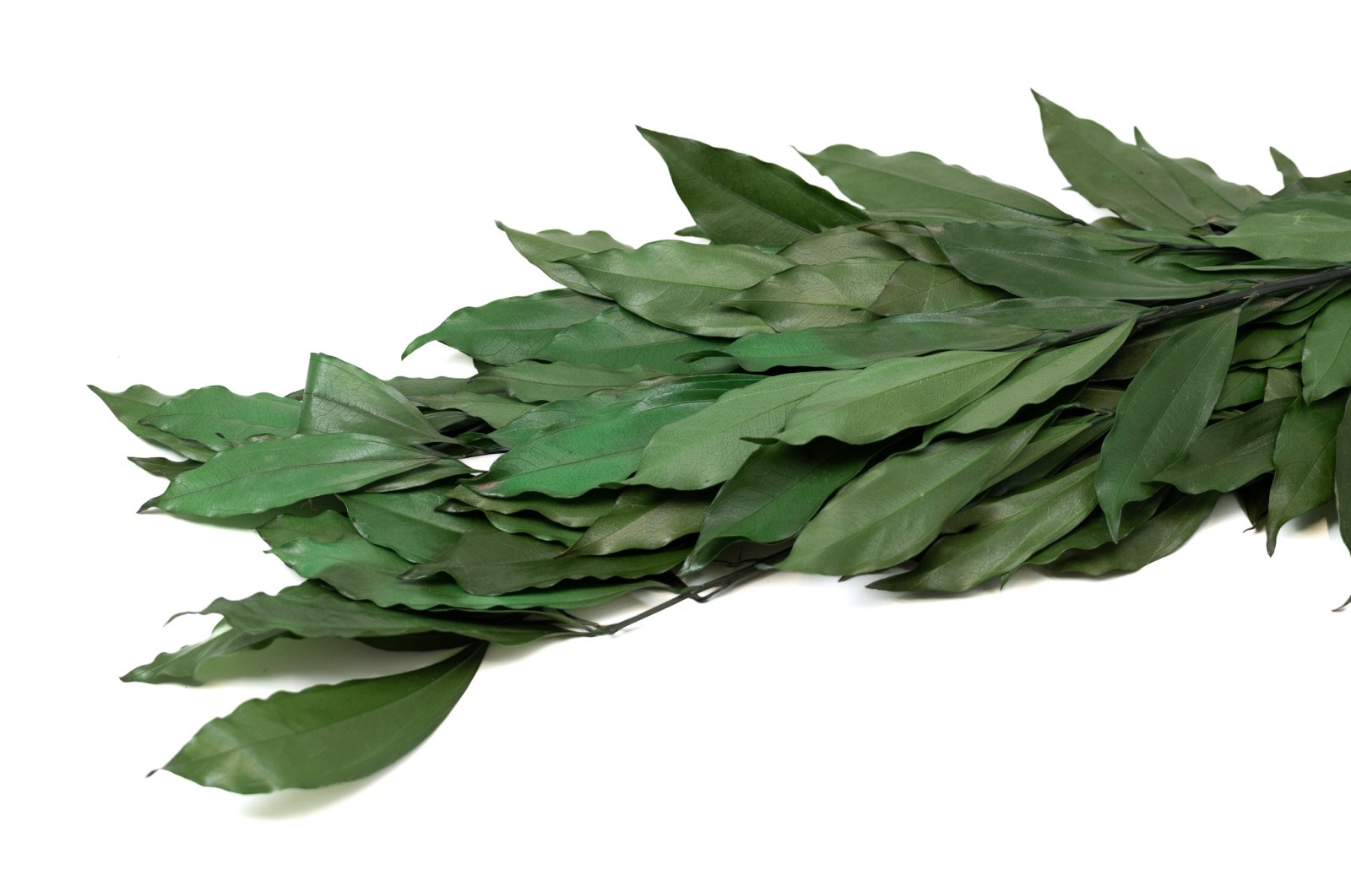 preserved-coculus-11