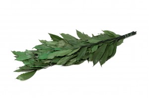 preserved-coculus-11.