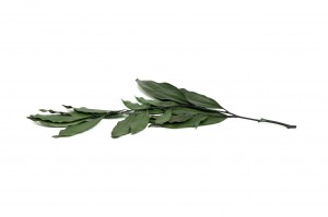 stabilisierte-coculus-11.