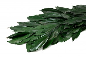 stabilisierte-coculus-11