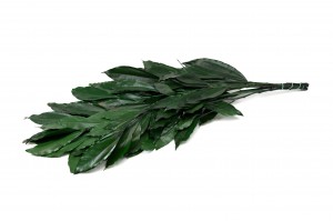stabilisierte-coculus-11.