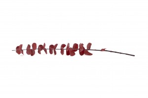 stabilisierte-eukalyptus-baby-11.