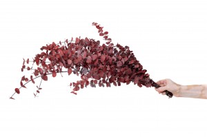 stabilisierte-eukalyptus-baby-11.