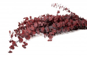 stabilisierte-eukalyptus-baby-11.