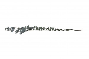 stabilisierte-eukalyptus-baby-11.