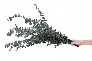 stabilisierte-eukalyptus-baby-11.