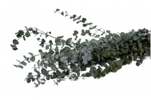 eucalyptus-baby-stabilise-11