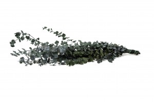 stabilisierte-eukalyptus-baby-11.