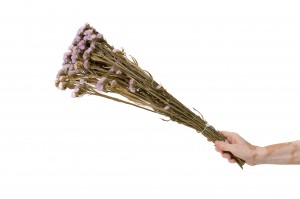 statice-sinuata-sec-18.