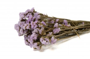 statice-sinuata-sec-18.