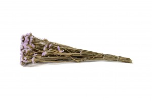statice-sinuata-sec-18.