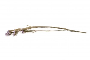dried-statice-sinuata-18.