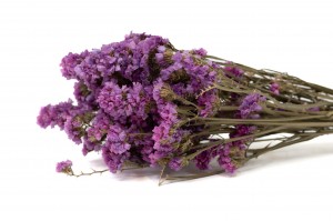 statice-sinuata-sec-18.