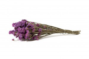 statice-sinuata-sec-18.