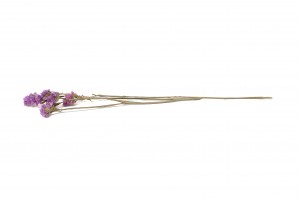 statice-sinuata-sec-18.