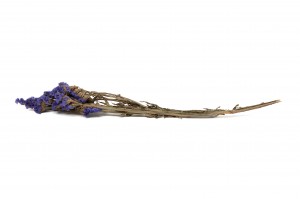 getrocknete-statice-sinuata-18.