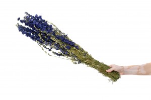 dried-delphinium-18.