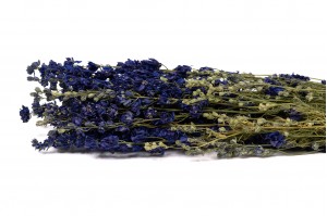 dried-delphinium-18.