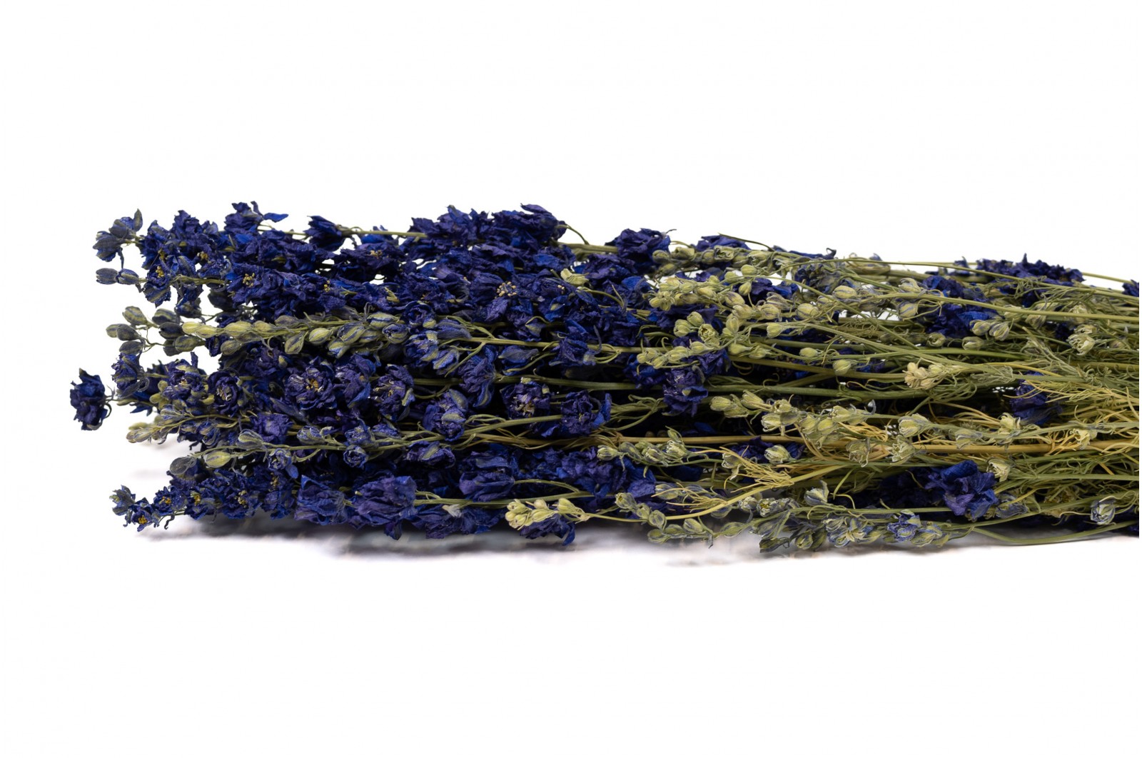 Dried delphinium (18) dried-delphinium-18