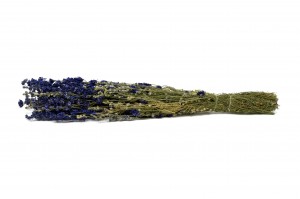 dried-delphinium-18.